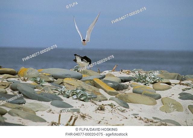 South American Tern Sterna hirundinacea Mobbing a Magellanic Oystercatcher