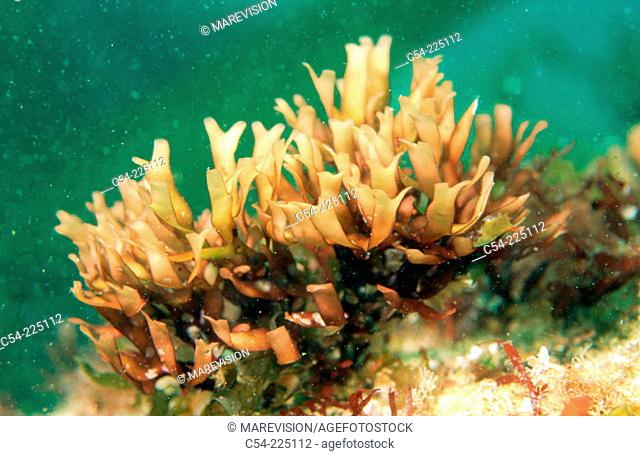 Red seaweed (Gymnogongrus crenulatus)