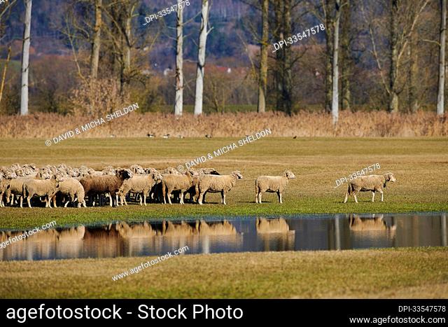 A sheep (Ovis aries) walking away from the flock as they stand on a meadow with water puddles; Upper Palatinate, Bavaria, Germany