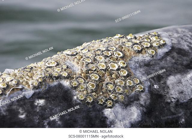 Adult California gray whale Eschrichtius robustus surfacing note barnacles and whale lice in the calm waters of Magdalena Bay, Baja California Sur, Mexico