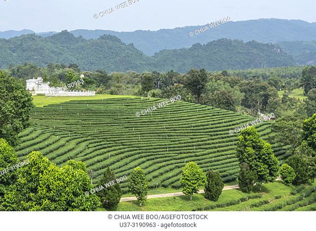 Scenic view of Choui Fong tea plantation, Thailand