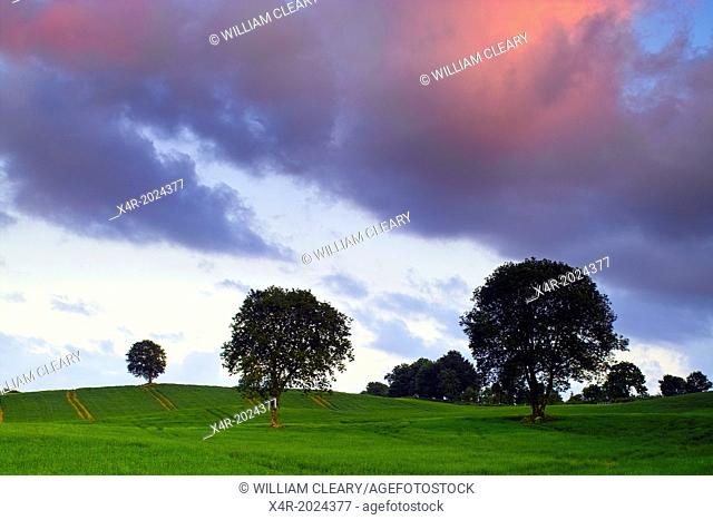 Evening light over a field of barley, Coolnahay, County Westmeath, Ireland