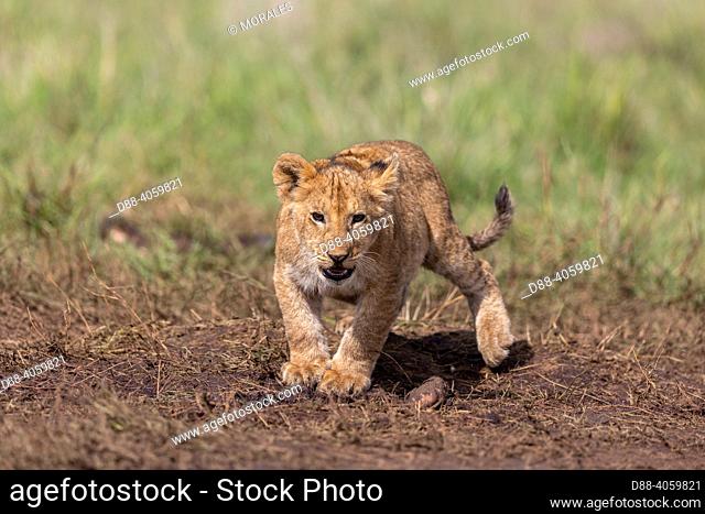 Africa, East Africa, Kenya, Masai Mara National Reserve, National Park, Babies lion (Panthera leo), in savanna
