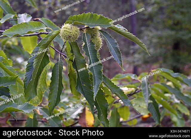chestnut burs on a branch, forest of Rambouillet, Yvelines department, Ile de France region, France, Europe