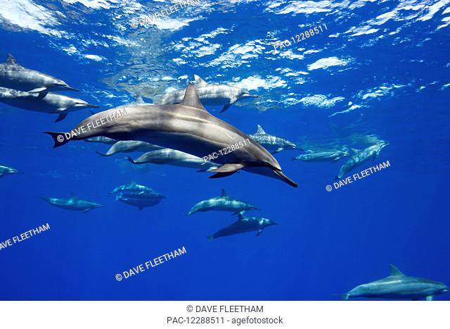 Spinner dolphin (Stenella longirostris) travel in large groups around the island of Hawaii; Hawaii, United States of America
