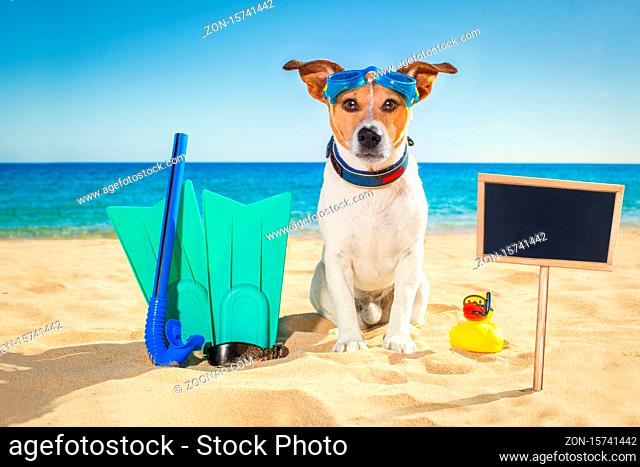 Snorkeling scuba diving jack russell dog with mask snorkel at the beach on summer vacation holidays