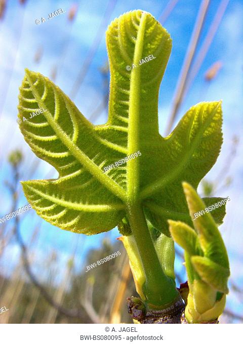 edible fig, common fig (Ficus carica), branch with young leaf, Spain, Balearen, Majorca