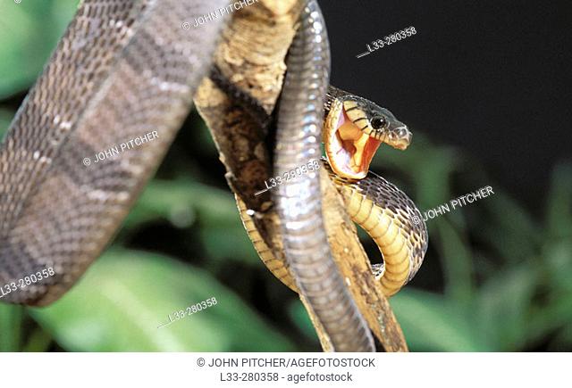 Blanding's Tree Snake (Boiga blandingii). Central Africa