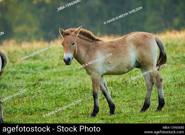 Przewalski's horse (Equus przewalskii), edge of the forest, meadow, standing, grazing