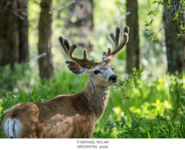 Young mule deer (Odocoileus hemionus) buck in velvet, Gros Ventre, Grand Teton National Park, Wyoming, United States of America, North America