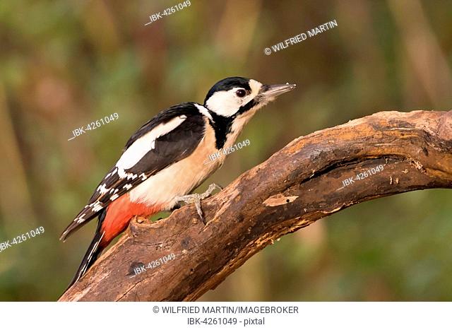 Great spotted woodpecker (Dendrocopos major), female, on dead wood, Hesse, Germany
