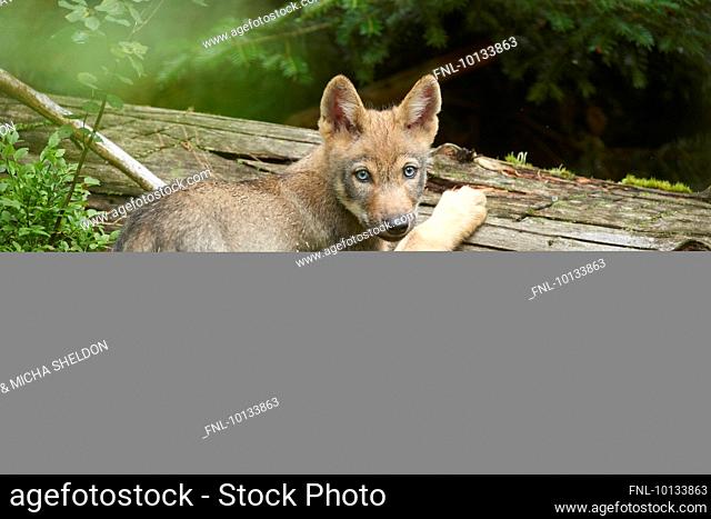Wolf cub, Canis lupus lupus, National Park, Bavarian Forest, Bavaria, Germany, Europe