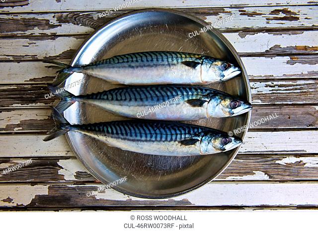 Close up of plate of mackerels