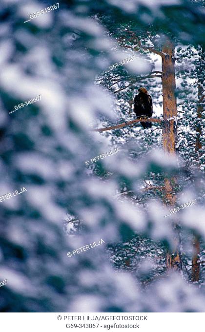 Golden Eagle (Aquila chrysaetos) in winter forest. Medle, Västerbotten, Sweden