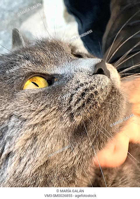Grey cat face. Close view