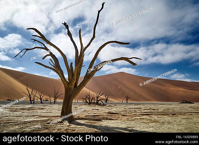 Namib-Naukluft-National Park, Republic of Namibia, South Africa, Africa