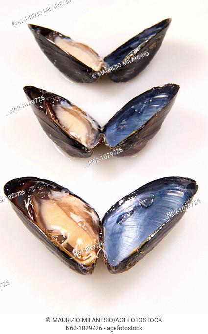 Mussel, clam, put on a table as butterflies flying