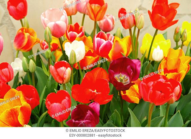 Tulips group Tulipa hybr