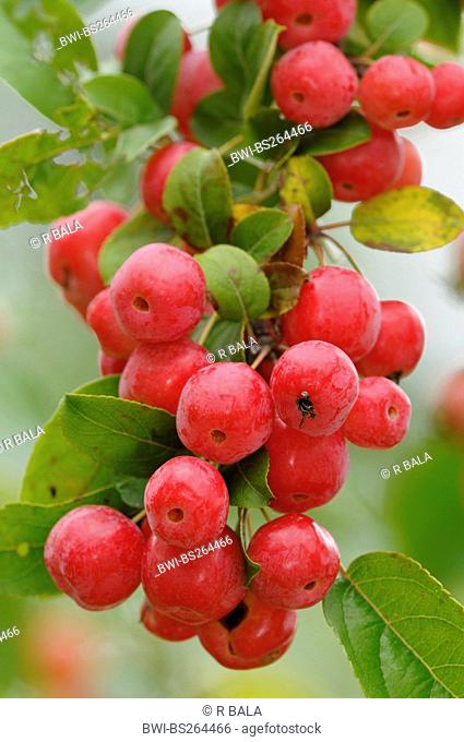 red ornamental apples, Germany