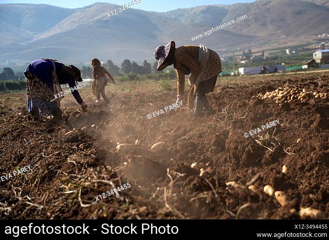 Syrian refugees women and girls picking potatoes at a lebanese farm in Bekaa Valley, Lebanon. . Syrian refugees, women and girls, fleeing from war