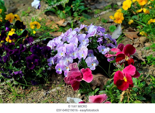 pansy primroses and spring flowers