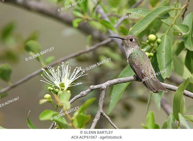 Tumbes Hummingbird Leucippus baeri perched on a branch in Peru