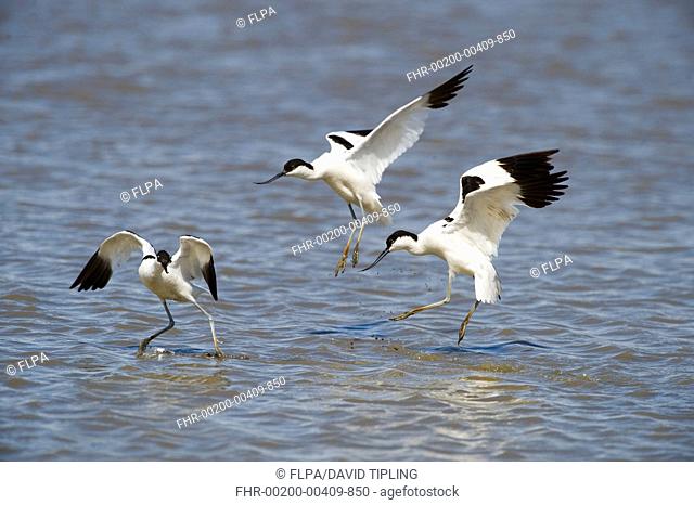 Eurasian Avocet Recurvirostra avocetta adult pair, chasing off intruder, in territorial dispute, Titchwell, Norfolk, England, july