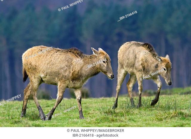 Pere Davids deer (Elaphurus davidianus), females, in grass, south Wales, United Kingdom, Europe