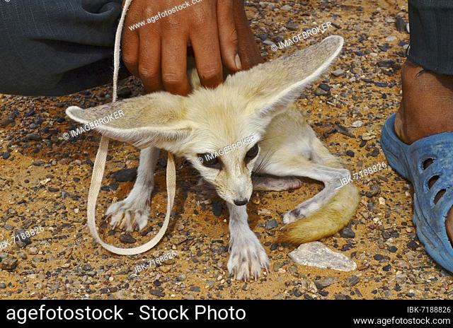 Boy with captured desert fox (Fennek) on leash, Rissani, Morocco, Africa