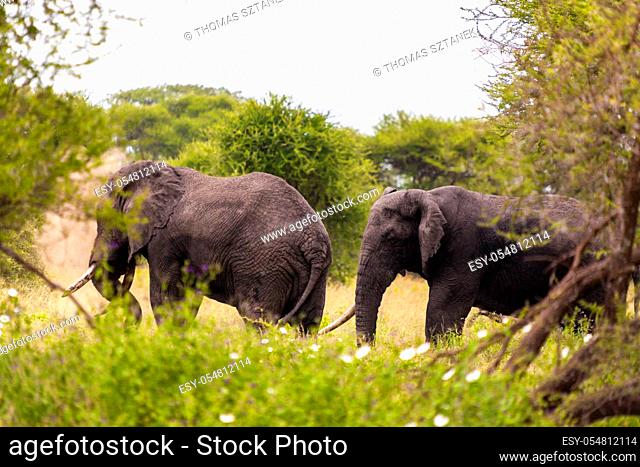 African elephant family (Loxodonta Africana) at feeding time. Tanzania Africa