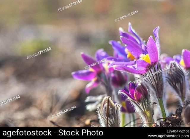 Beautiful spring violet flowers background. Eastern pasqueflower, prairie crocus, cutleaf anemone with water drops.Shallow depth of field. Toned