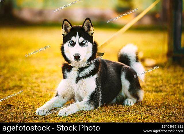 Young Happy Husky Puppy Eskimo Dog Sitting In Dry Grass Outdoor In Autumn Season