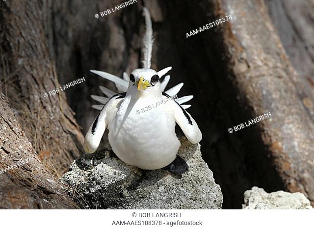White-tailed Tropicbird, Phaeton leturus, Bird Island, Seychelles