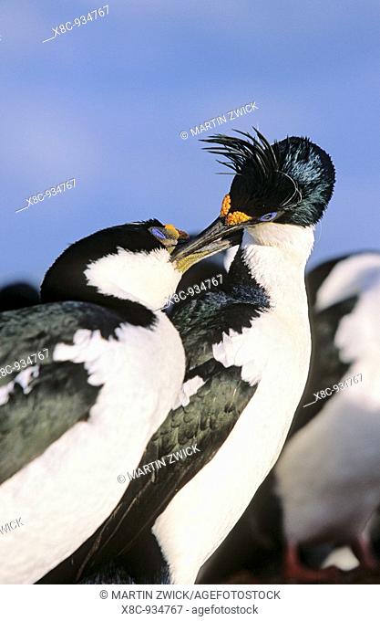 Imperial Shag or King Shag Phalacrocorax atriceps albiventer on the Falkland Islands, typical breeding behaviour and displays of a pair  the yellow knob will...