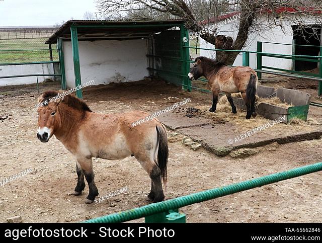 RUSSIA - DECEMBER 11, 2023: Przewalski's horses in the Askania Nova biosphere reserve. With a total area of 33, 307 hectares, of which more than 11