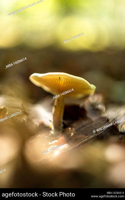 magical mushrooms in autumn in a fairy tale forest, abstract circular bokeh