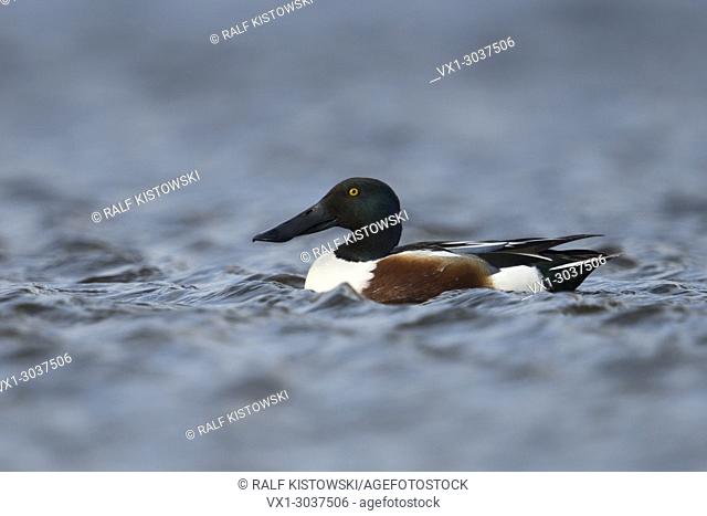 Northern Shoveler ( Anas clypeata ), adult male in breeding dress, swimming on open water, side view, wildlife, Europe