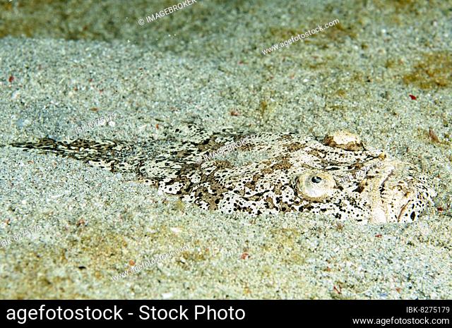 Himmelsgucker (Uranoscopus bicinctus) liegt halb in Sand eingegraben getarnt lauert auf Beute, Philippinensee, Pazifik, Philippinen