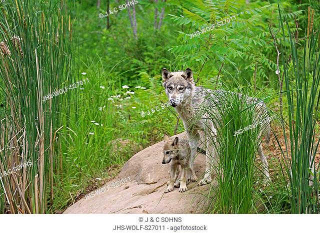 Gray Wolf, (Canis lupus), adult with young on rock, social behaviour, Pine County, Minnesota, USA, North America