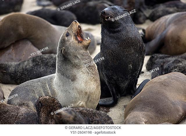 South African Fur Seal, arctocephalus pusillus, Females at Cape Cross in Namibia