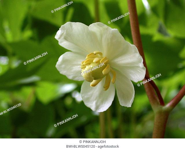 may apple, American mandrake Podophyllum peltatum, flower