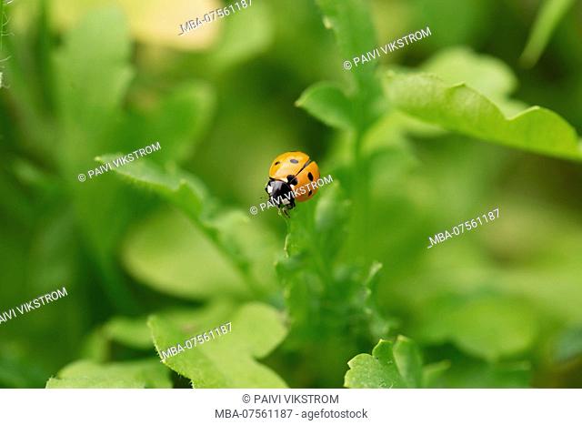 Ladybug on a leaf, natural green background