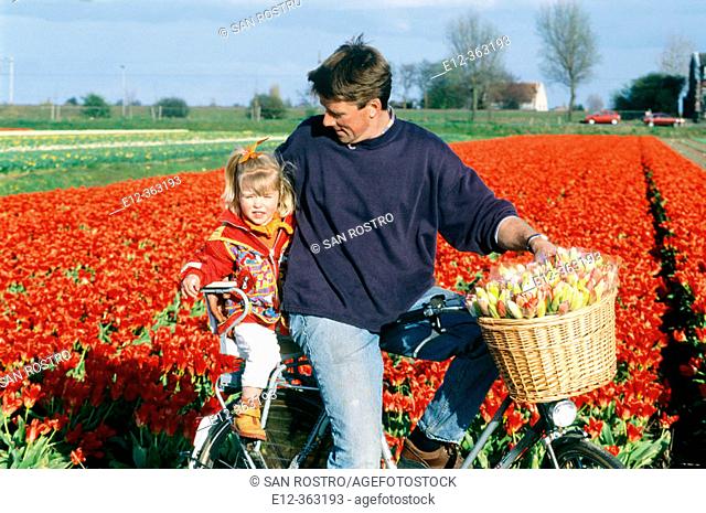 Tulip fields, father and daughter on bicycle. Netherlands