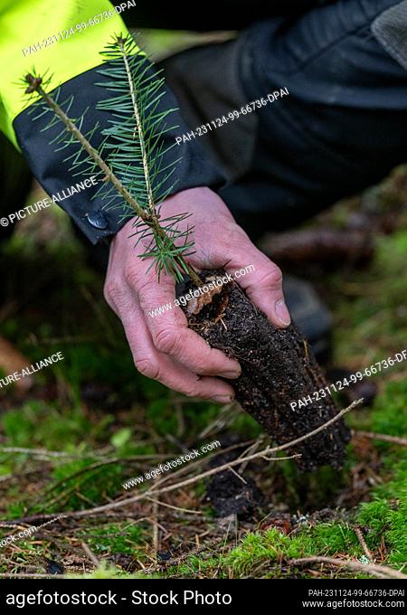 24 November 2023, Saxony, Eibenstock: A young silver fir is planted in the forest of the Eibenstock forest district. Forest conversion in Saxony is in full...