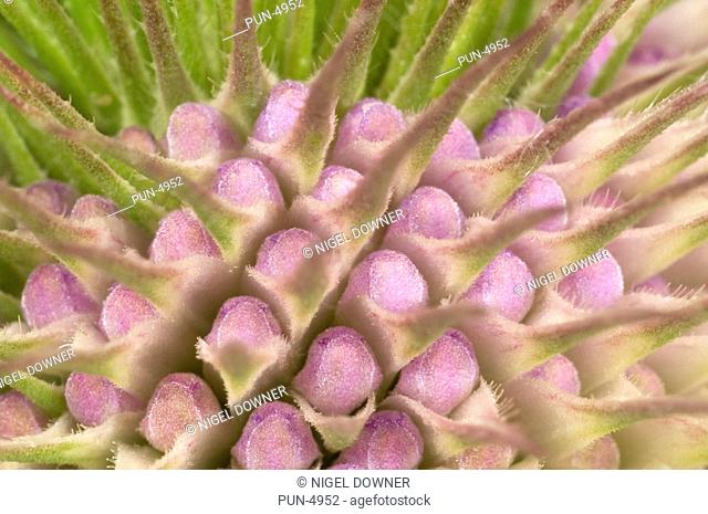 Wild teasel Dipsacus fullonum Close up abstract of flower head showing emerging flowers