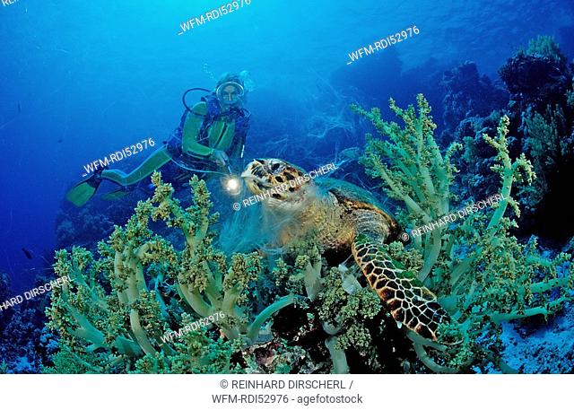 Eating Hawksbill turtle and scuba diver, Eretmochelys imbricata, Zabargad Zabarghad Red Sea, Egypt