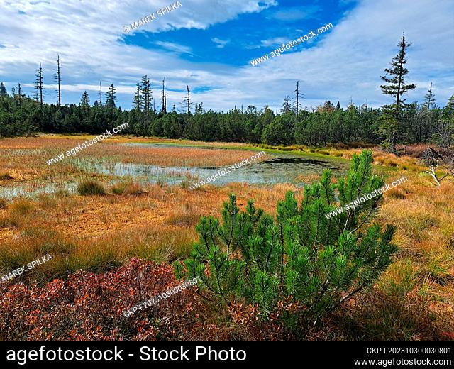 The Schluttergasse, also called Latschenfilz, raised moor in the Bavarian Forest National Park near village Lindberg, on the border with the Czech Republic in...