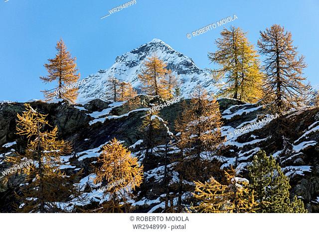Red larches frame the snowy peaks, Malenco Valley, Province of Sondrio, Valtellina, Lombardy, Italy, Europe