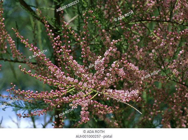 Cotoneaster horizontalis - abundance of small pink flowers on delicate branches