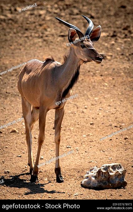 Male greater kudu stands beside salt block